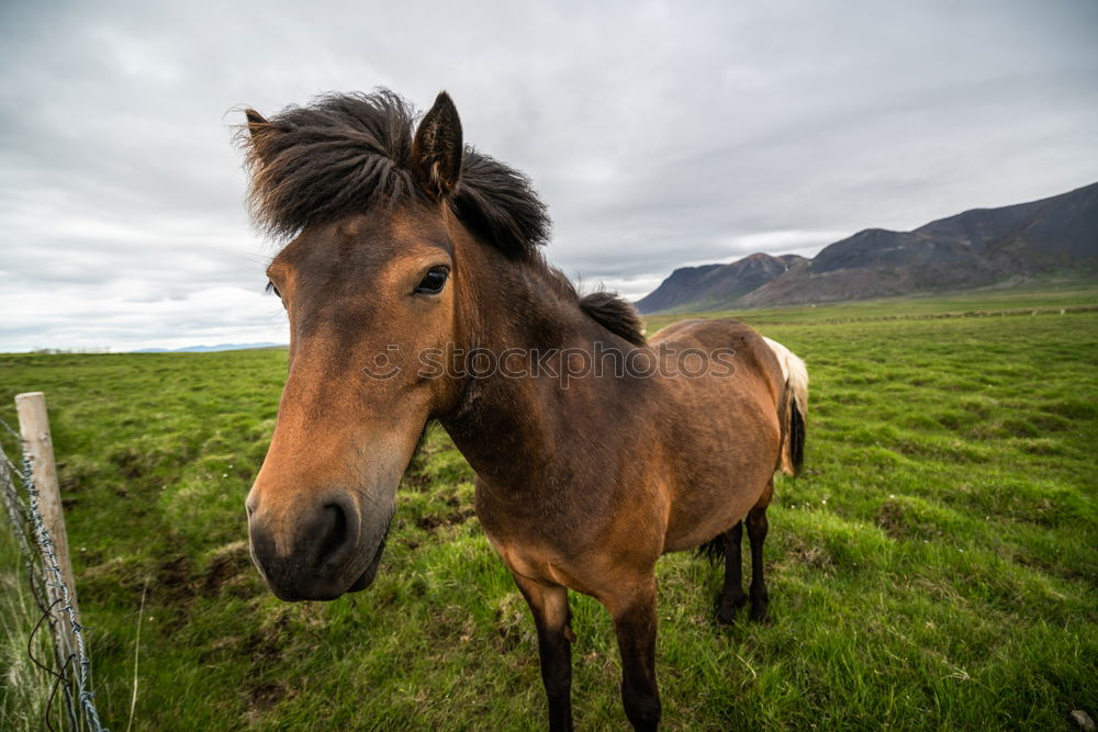 Similar – Landscape of horse on the grasslands