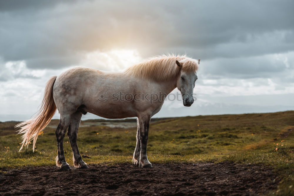 Similar – Image, Stock Photo The Icelander