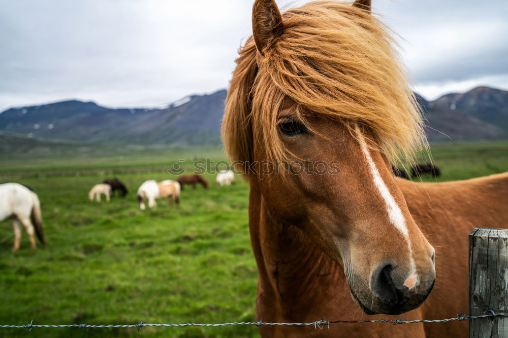 Similar – Image, Stock Photo island horse Animal Horse