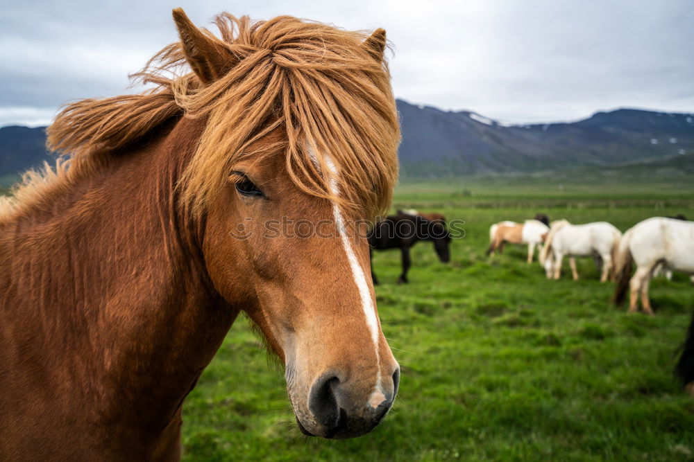 Similar – Foto Bild Islandpferd Tier Pferd