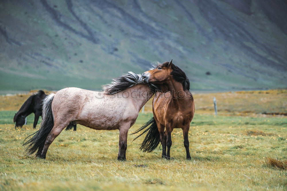 Similar – Image, Stock Photo Horse by Song Kul lake