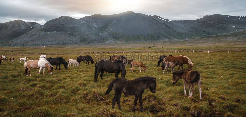 Similar – Image, Stock Photo Iceland ponies Mountain