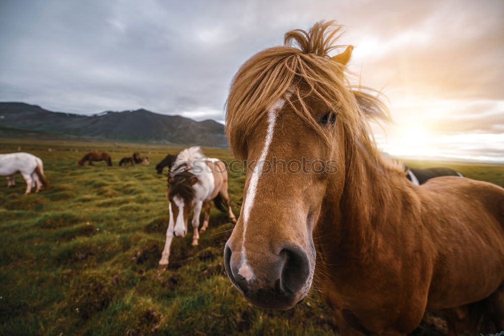 Similar – Image, Stock Photo The Icelander