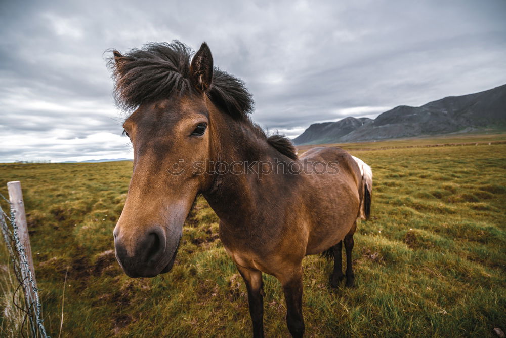 Similar – Rendeer in arctic Eating