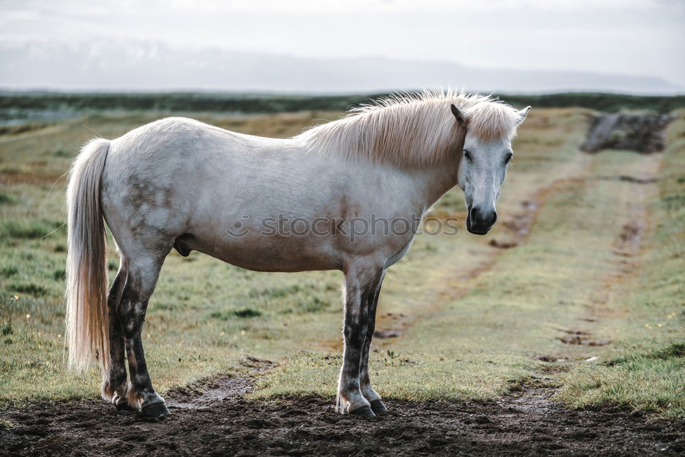 Similar – Horse in Karlshorst Erde