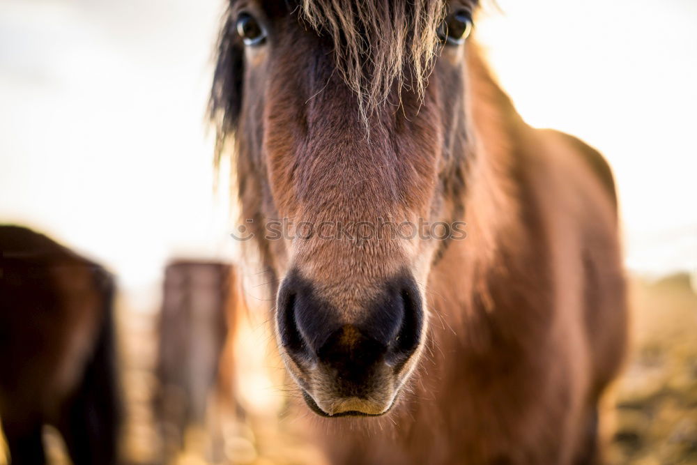 herd of horses Horse Brown