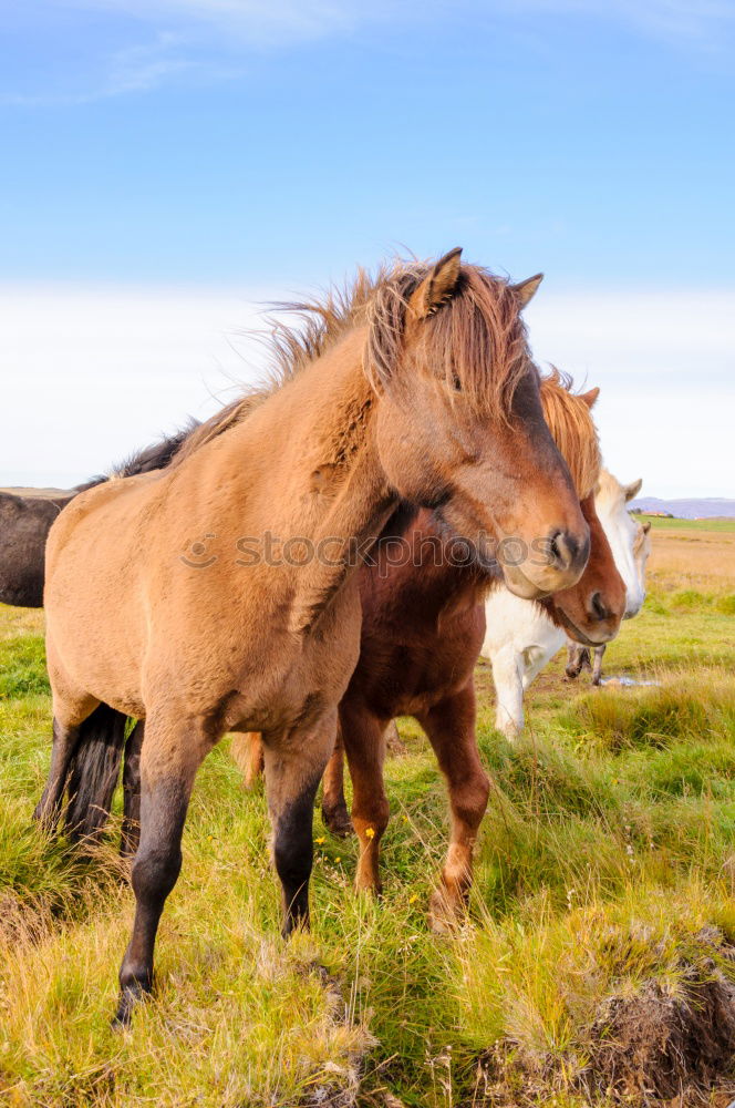 Wendy Beautiful Trip Horse