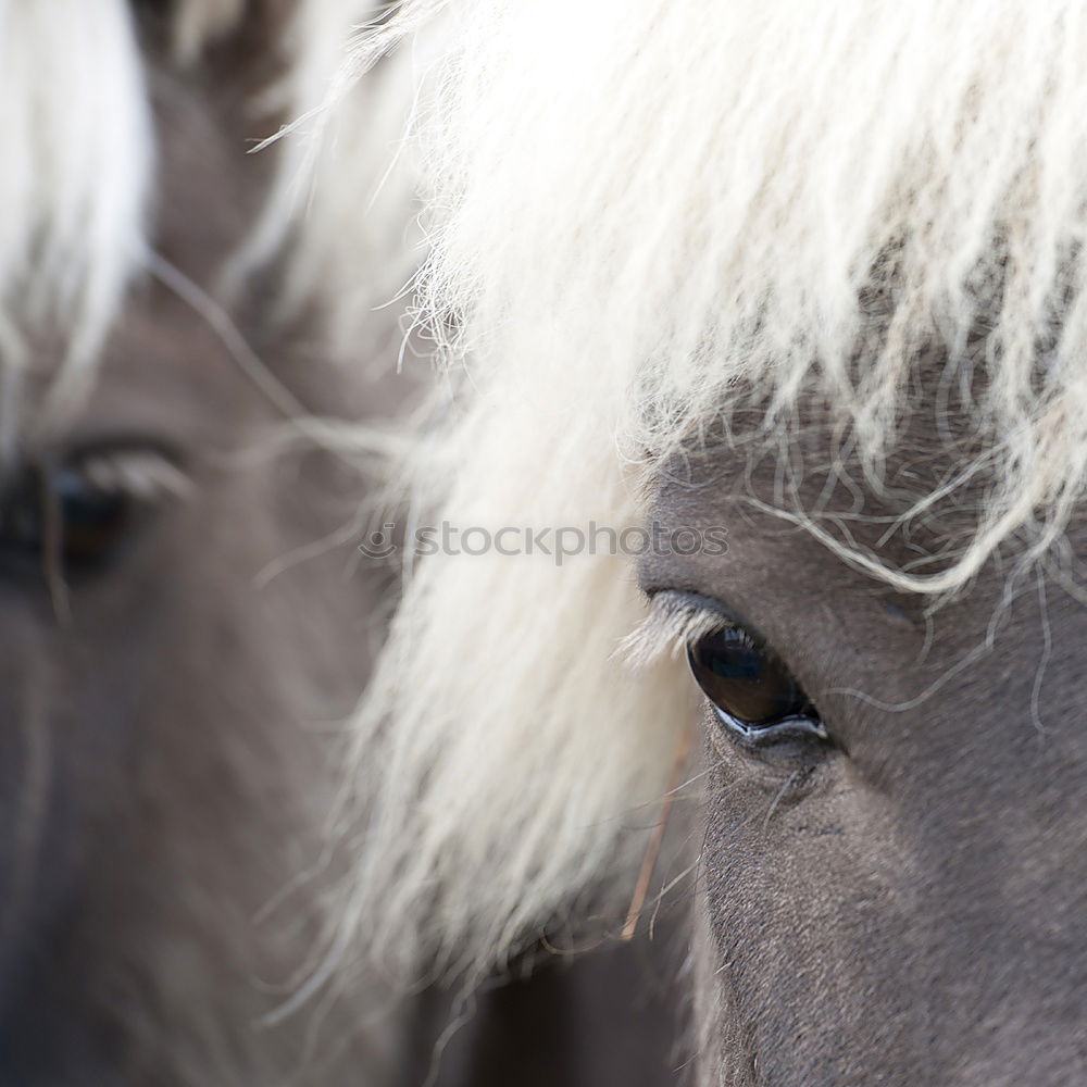 Similar – Image, Stock Photo Icelanders