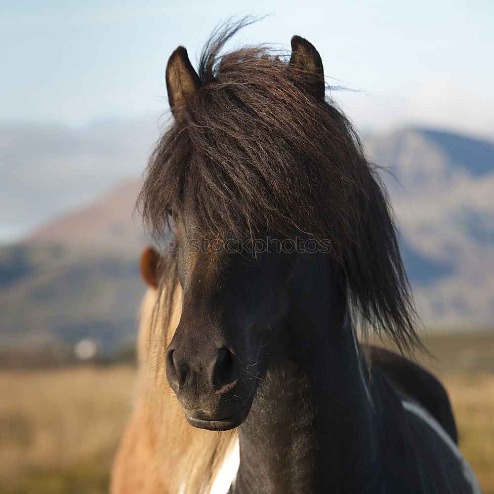 Similar – Image, Stock Photo Icelandic horses Horse