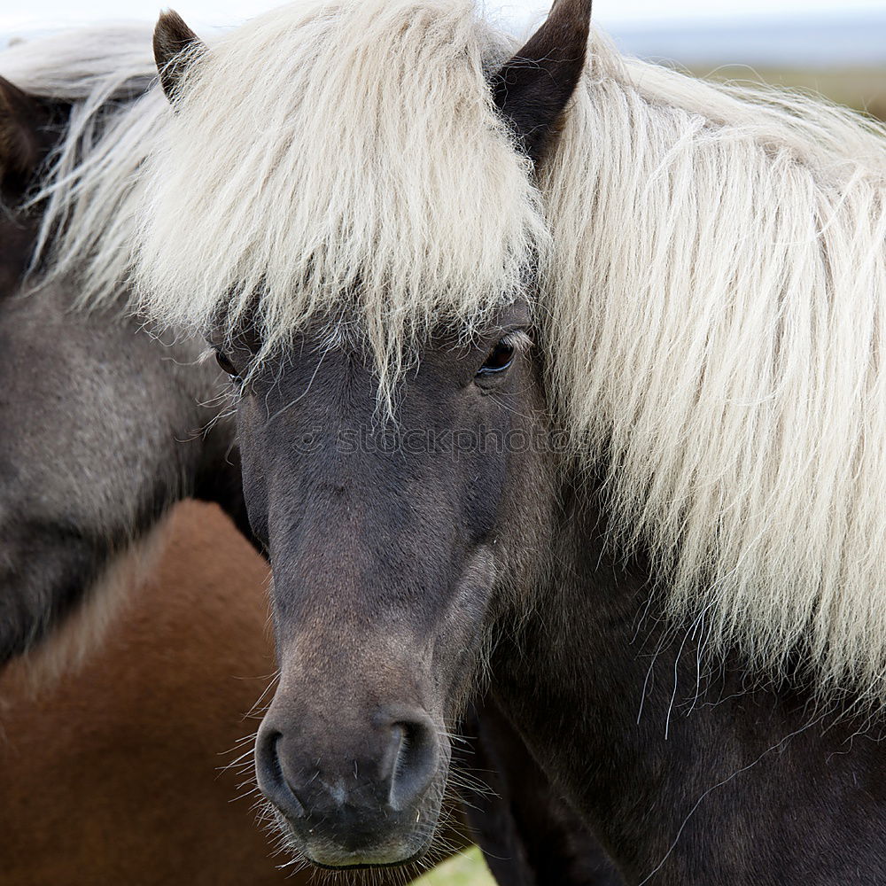 Similar – Image, Stock Photo Icelandic horses Landscape