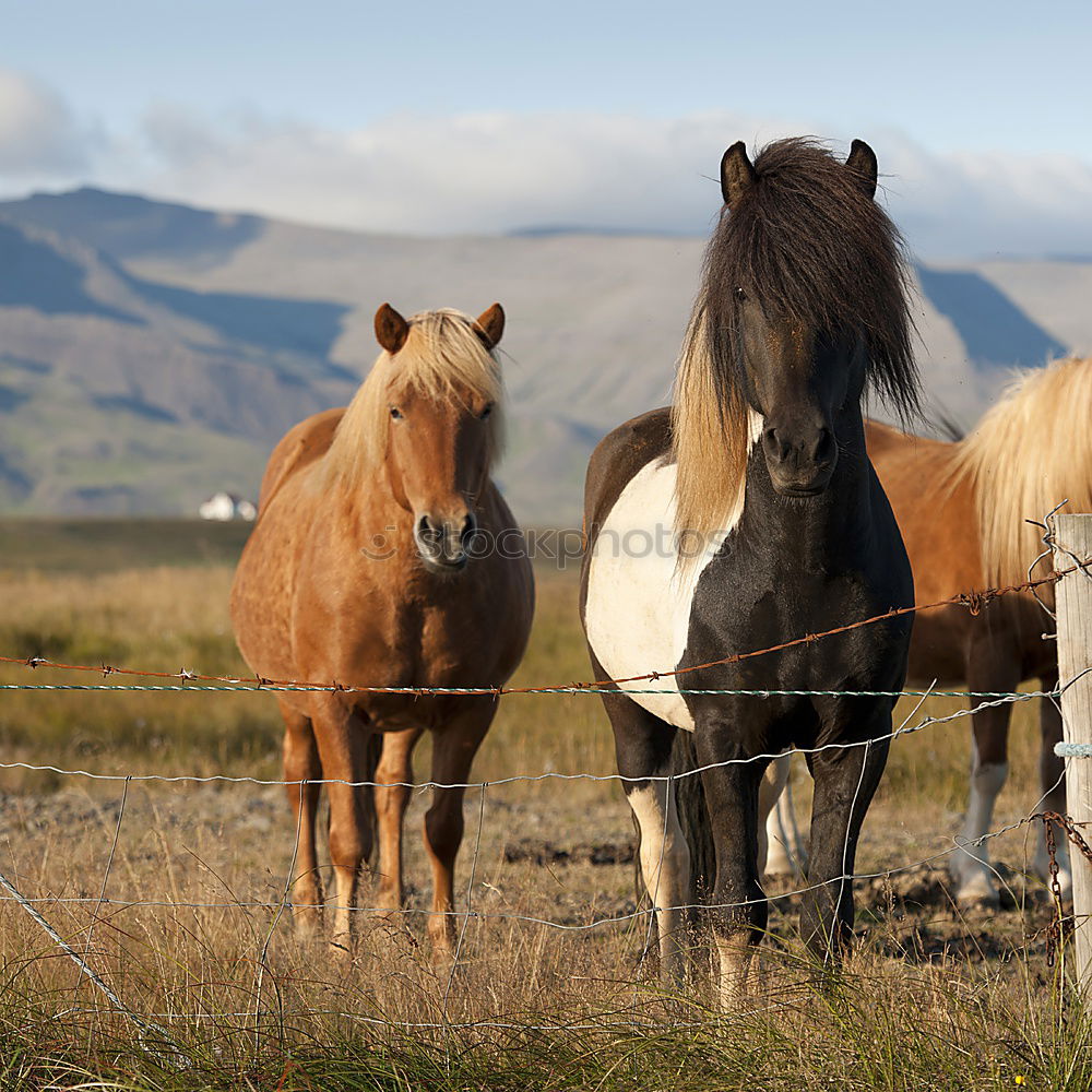 Similar – Herd of wild grazing horses on the field