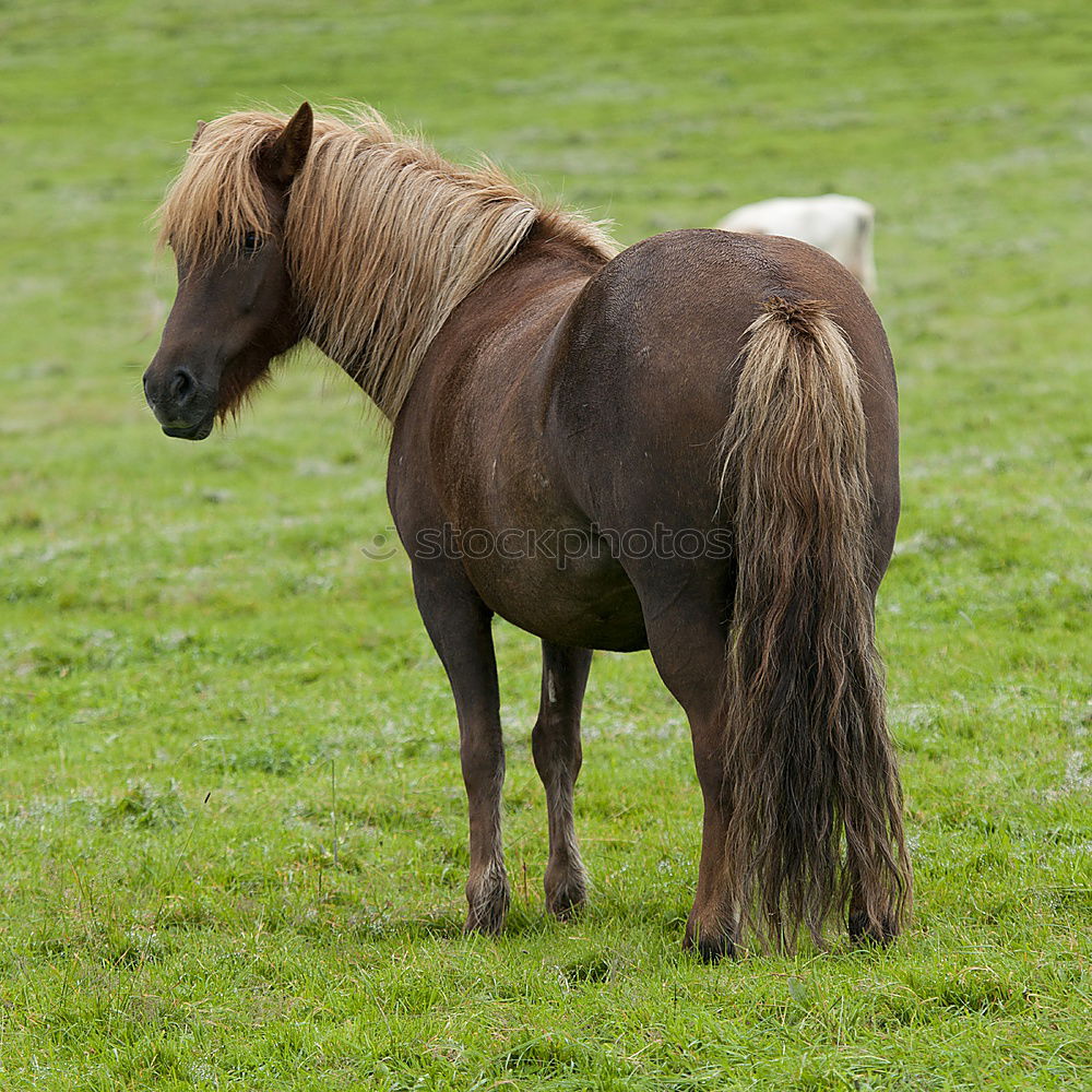 Similar – von hinten geknipst Pferd