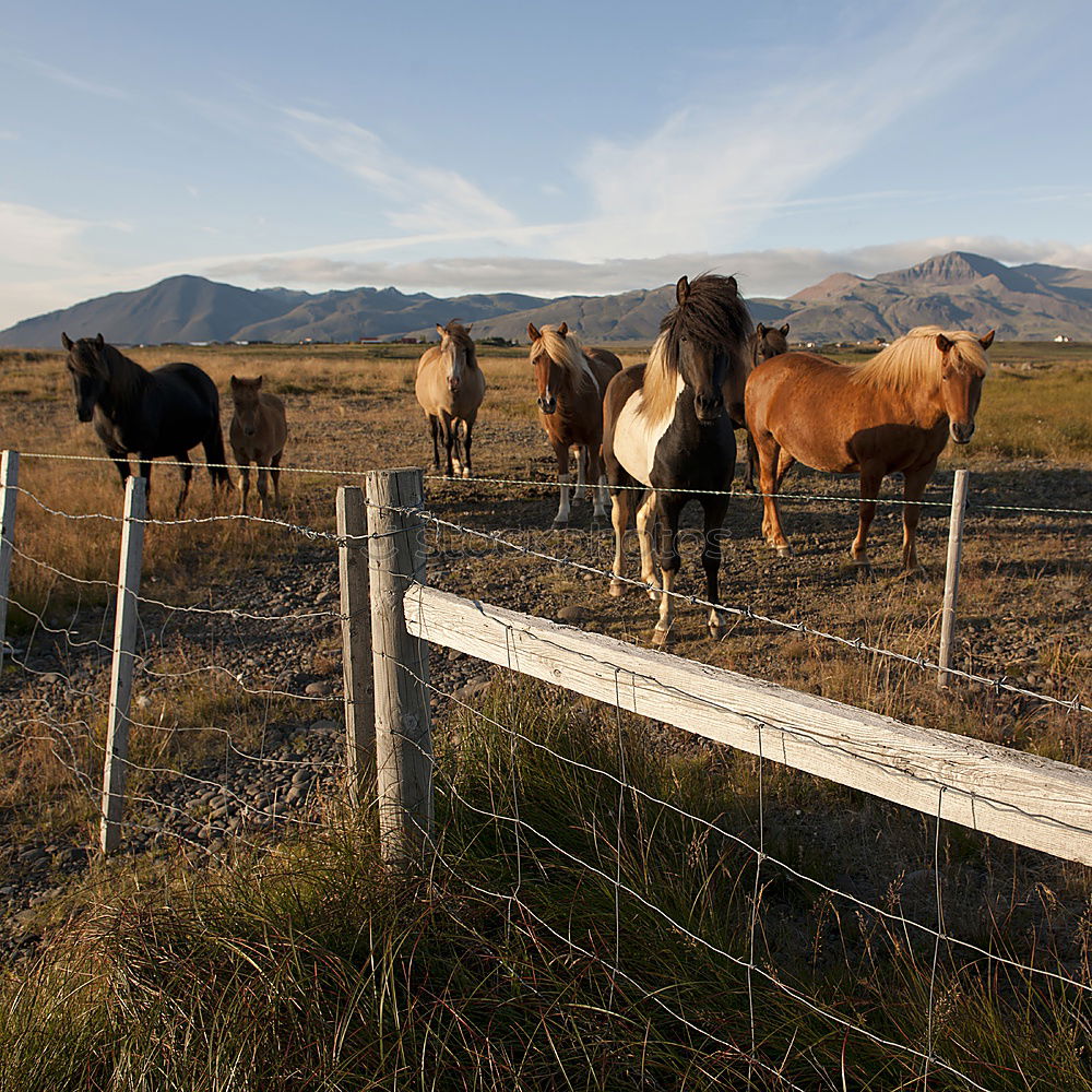 Similar – Image, Stock Photo Iceland ponies Mountain