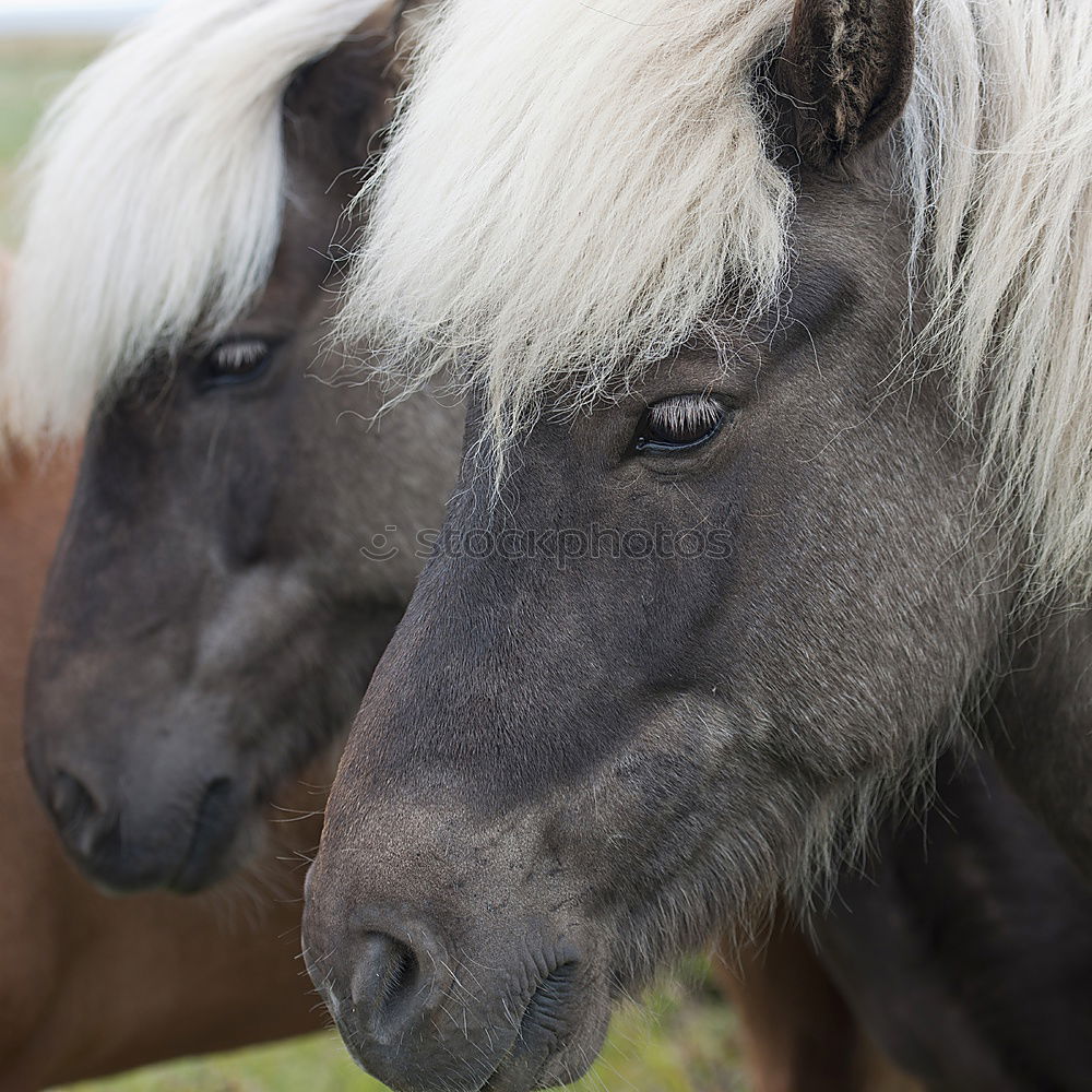 Similar – Image, Stock Photo Icelandic horses Landscape