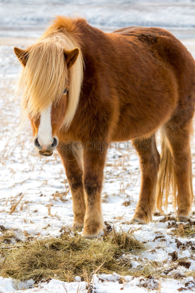 Similar – dream horse Animal