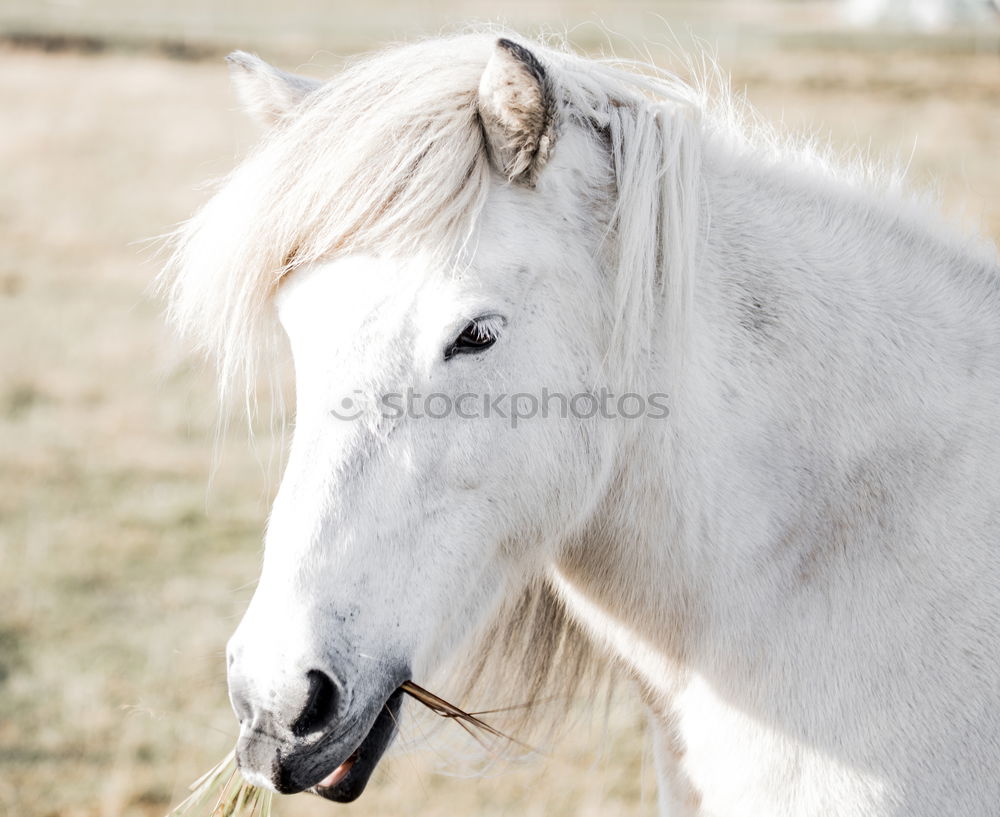 Similar – Image, Stock Photo 1 PS, attentive Horse