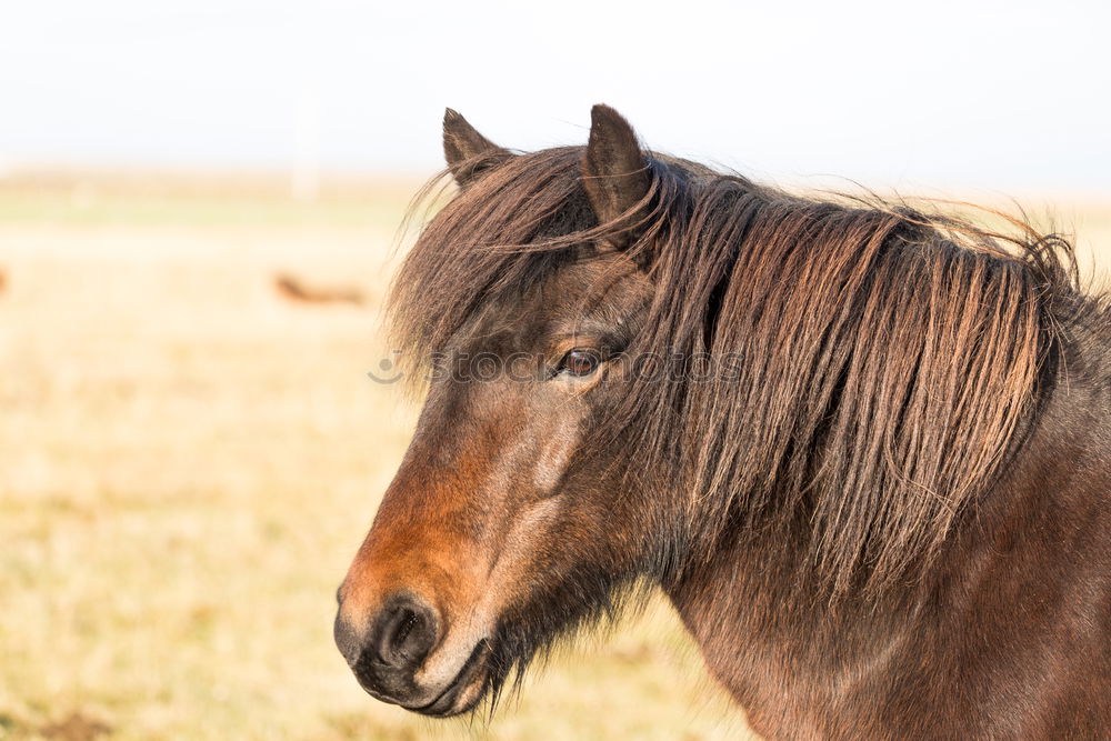 Similar – Wendy Beautiful Trip Horse