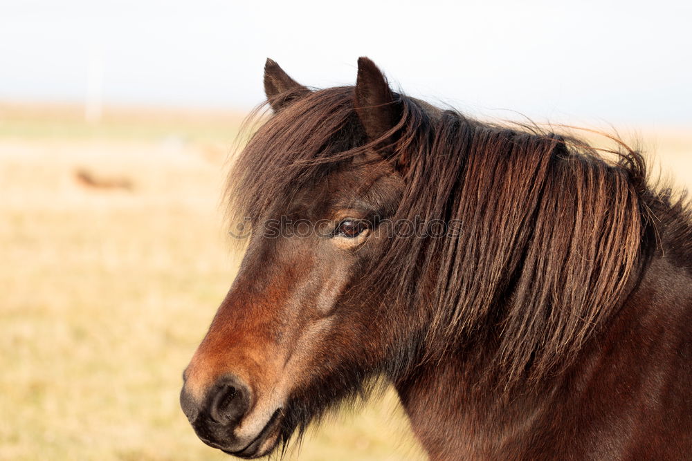 Similar – Wendy Beautiful Trip Horse