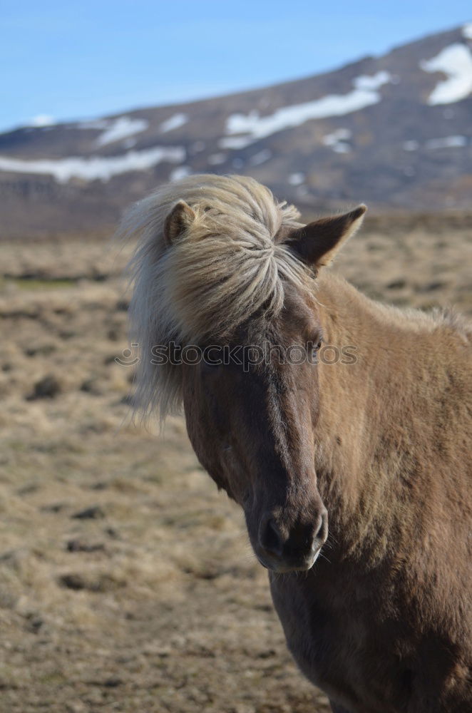 Similar – Image, Stock Photo Iceland pony Horse Pony