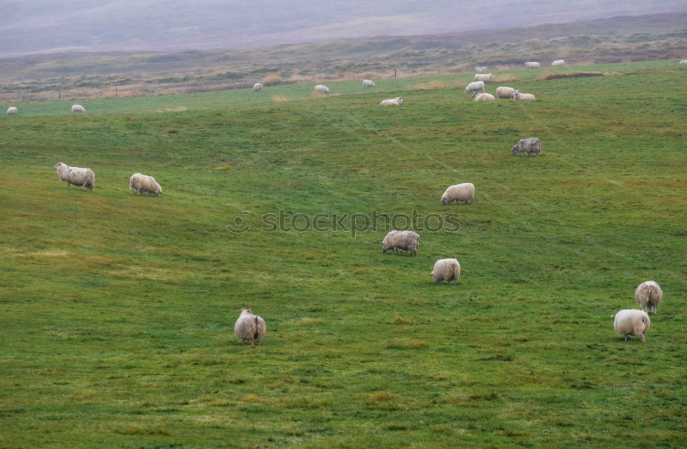 Similar – Rush hour in Schottland