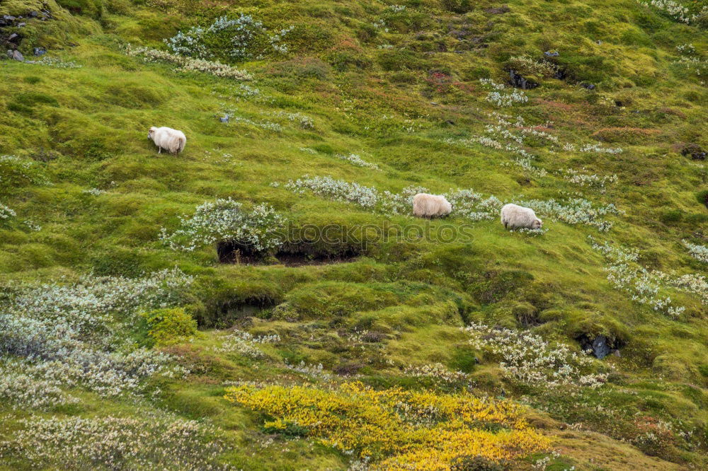 Similar – Sheep grazing in Lofoten, Norway