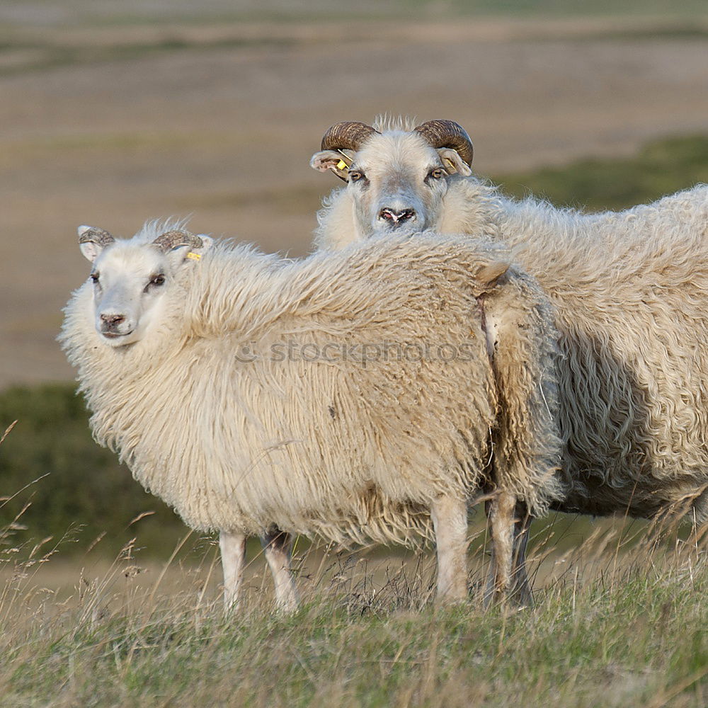 Similar – The sheep sees the camera