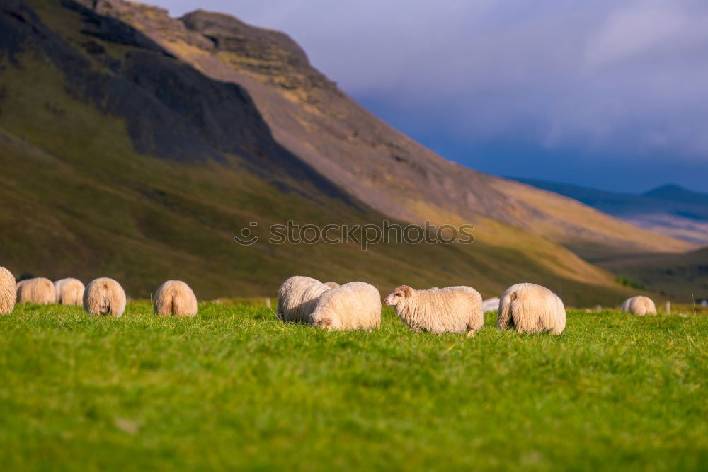 Similar – Image, Stock Photo Two sheep stare at camera on the Island of Lofoton in Norway