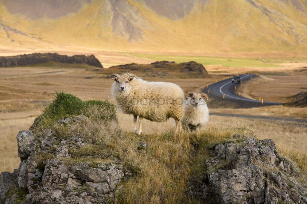 Similar – Mountain sheep Isle Of Skye Scotland