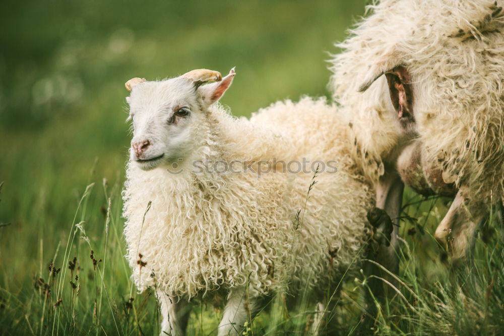 Similar – Flock of sheep with offspring