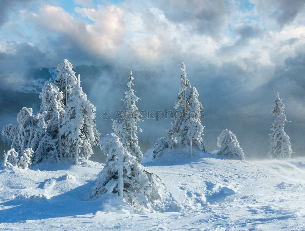 Similar – Image, Stock Photo Fairytale II Winter White