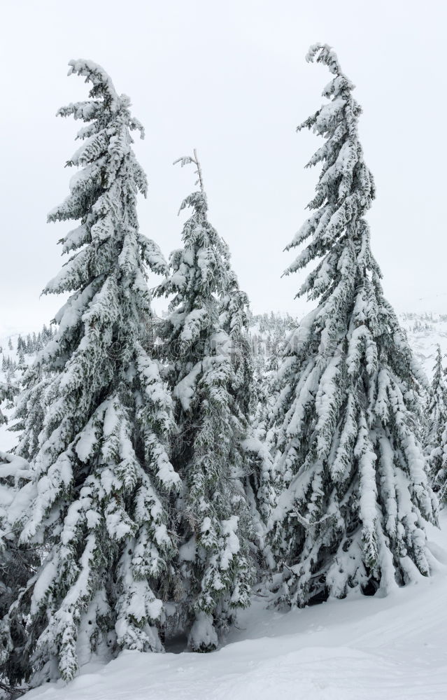 Image, Stock Photo All powdered for a white Christmas