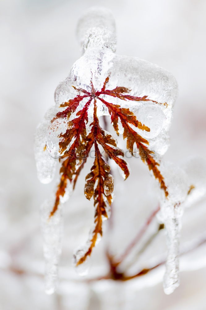 Similar – Single beech leaf on an ice surface