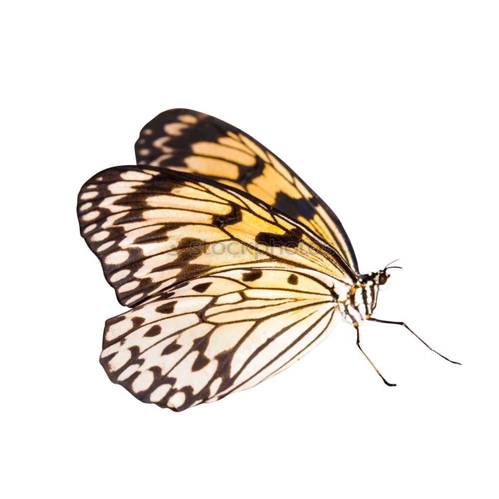 Similar – butterfly Animal Butterfly