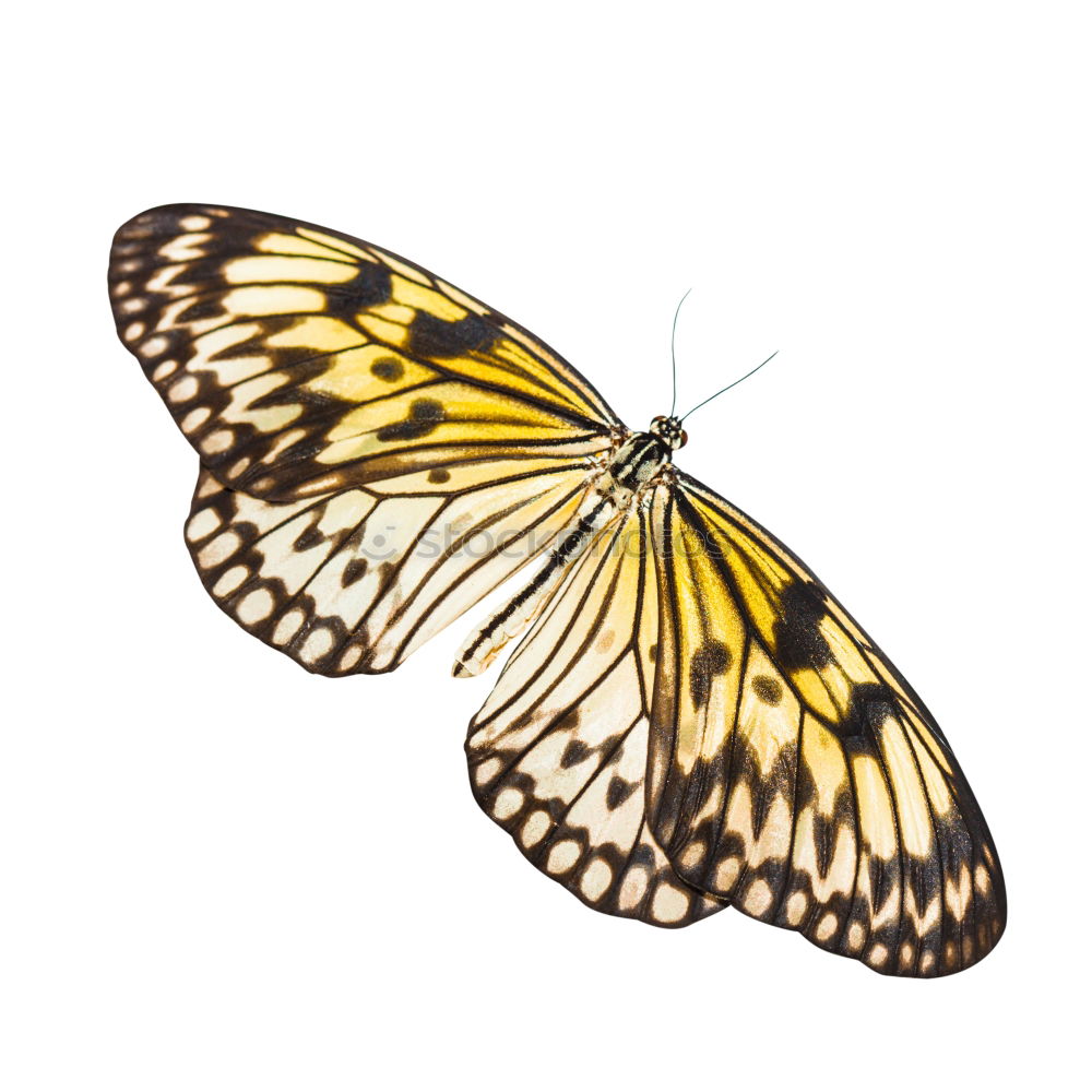 Similar – Butterfly gelb Insekt Tier