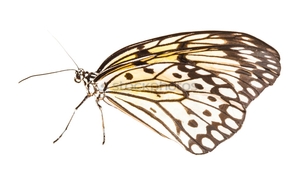 Similar – Butterfly gelb Insekt Tier