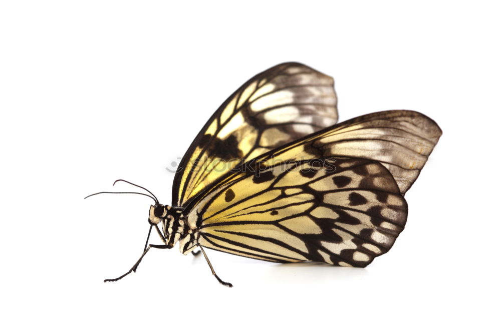 Similar – Butterfly gelb Insekt Tier