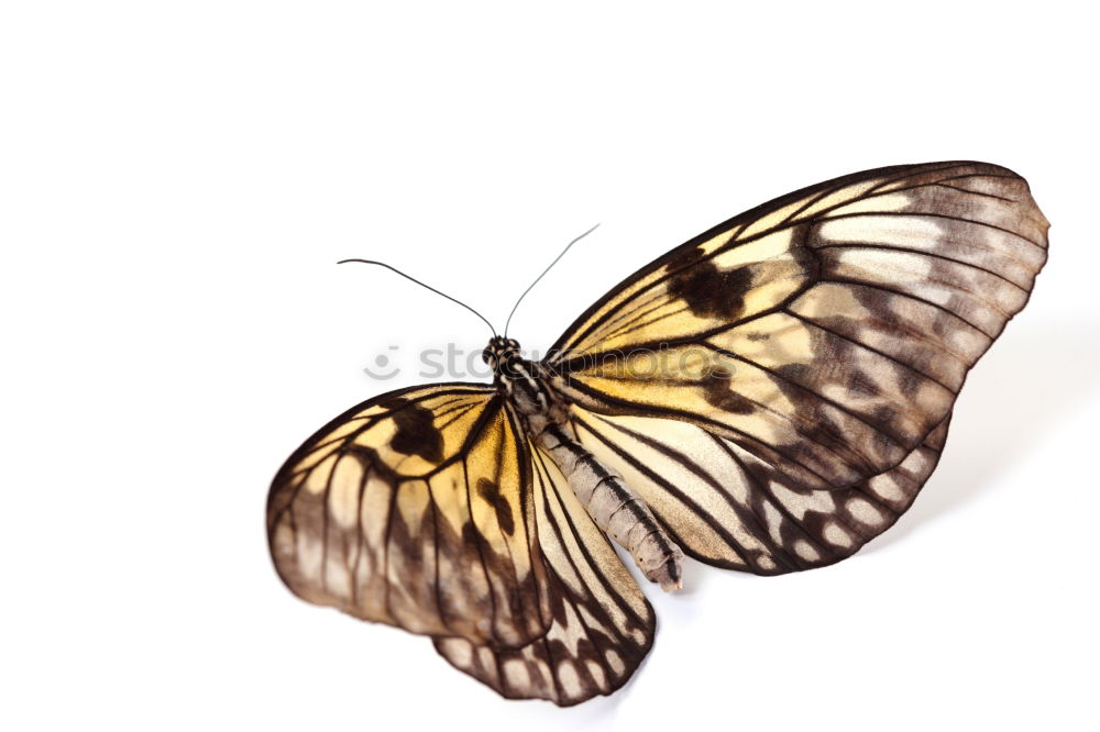 Similar – Butterfly gelb Insekt Tier