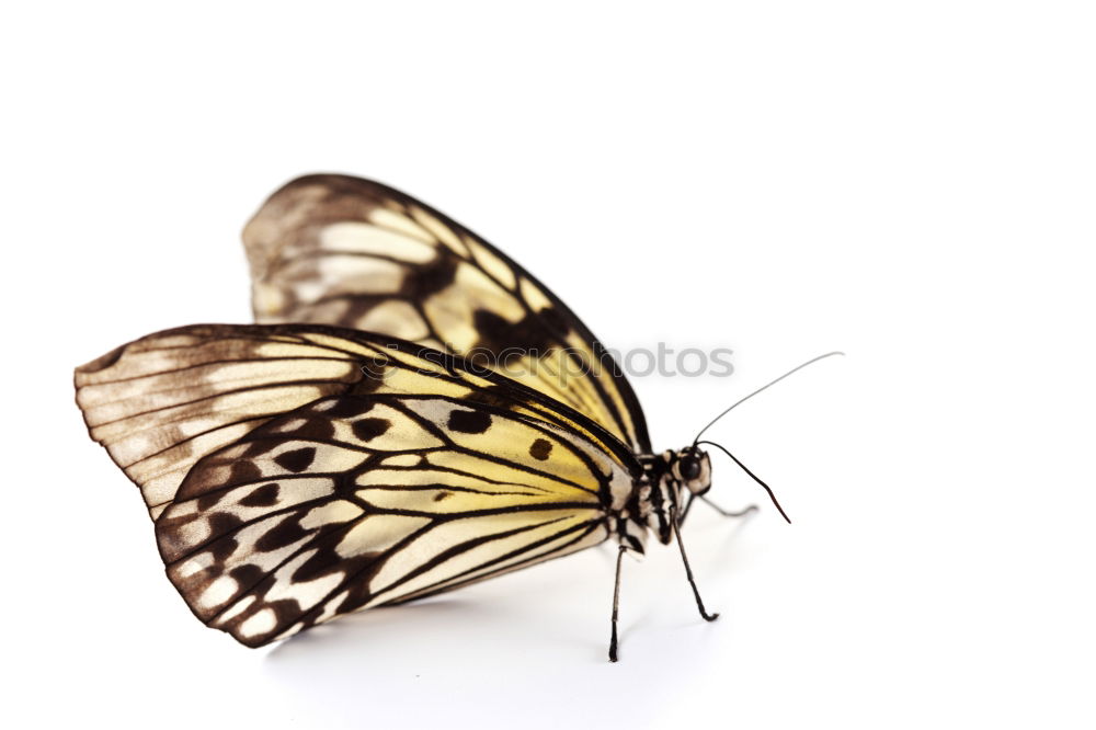 Similar – Image, Stock Photo approaching Butterfly