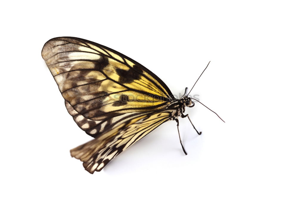 Similar – Butterfly gelb Insekt Tier