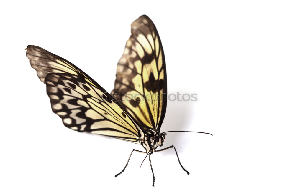 Similar – Image, Stock Photo butterflies Butterfly 2