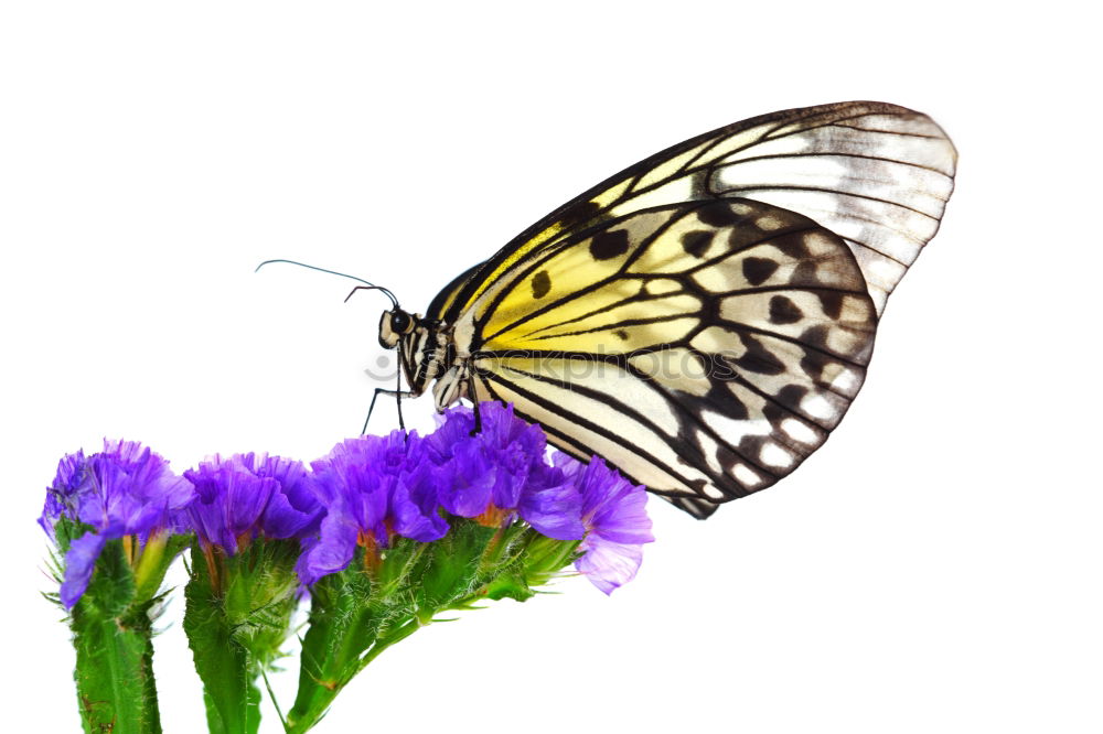 Similar – Swallowtail; Papilio; machaon; Butterfly; Butterfly; Butterfly