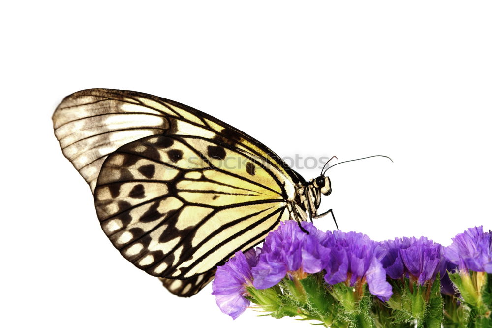 Similar – Swallowtail; Papilio; machaon; Butterfly; Butterfly; Butterfly