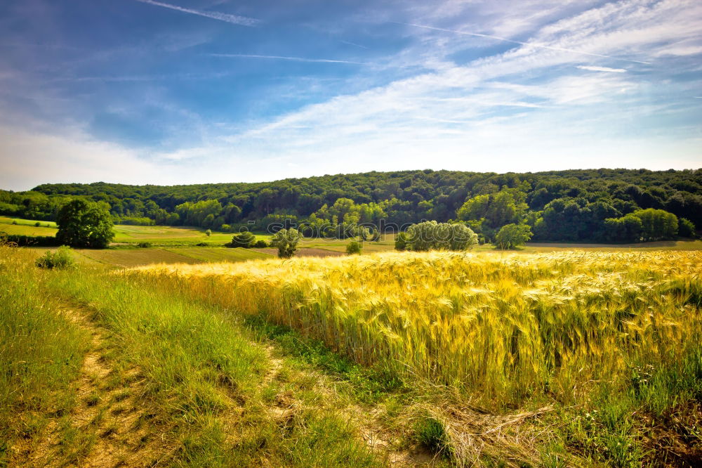 Similar – Image, Stock Photo dirt road Summer