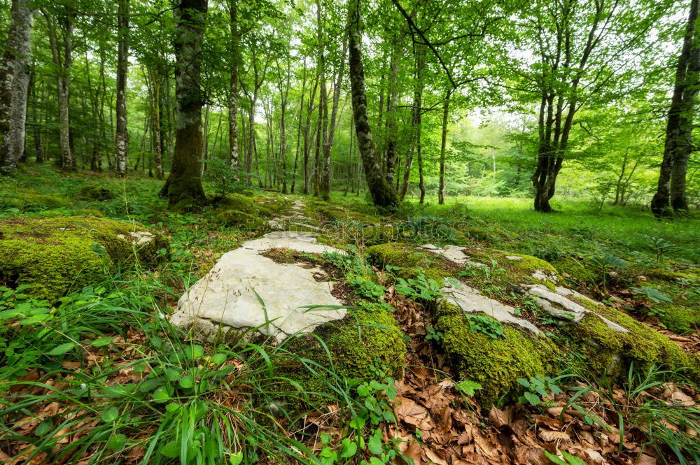 Image, Stock Photo autumn forest Environment