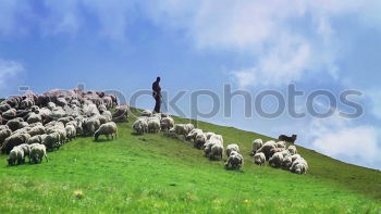 Similar – graphically arranged flock of sheep