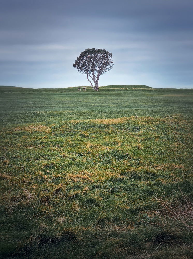 Similar – MoleCity Tree Meadow Field