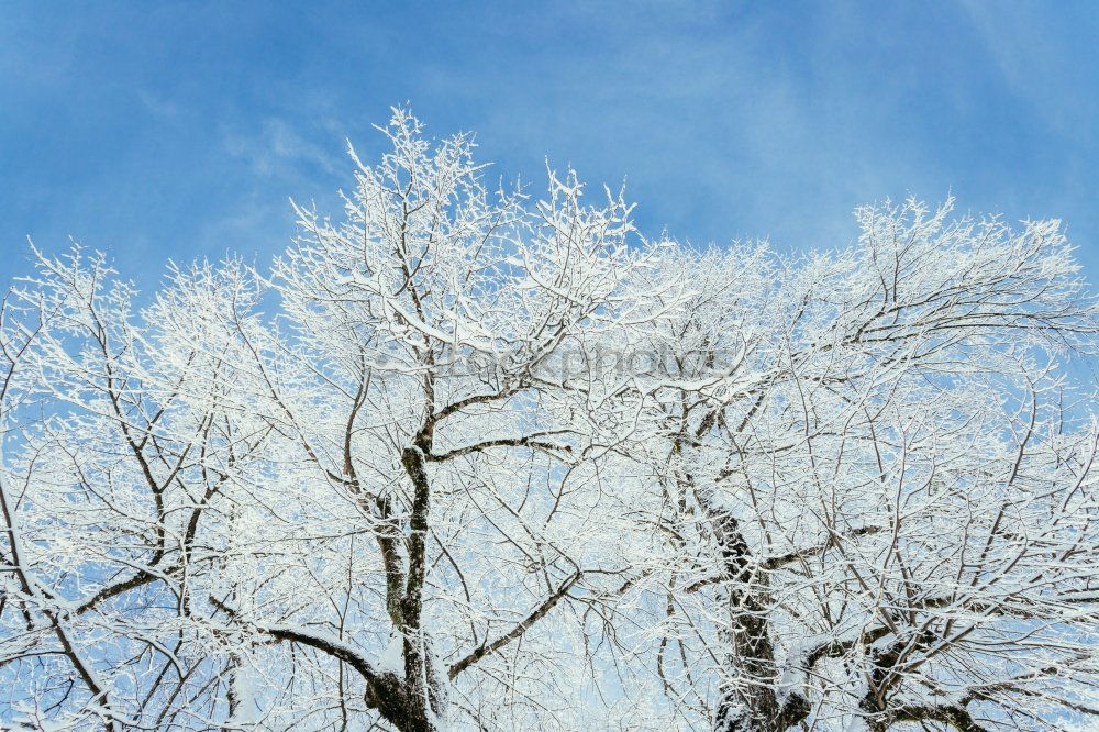 Foto Bild für Bèla Ausflug Winter