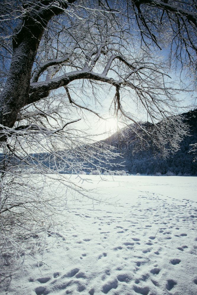 Similar – Trees in a hilly snowy landscape