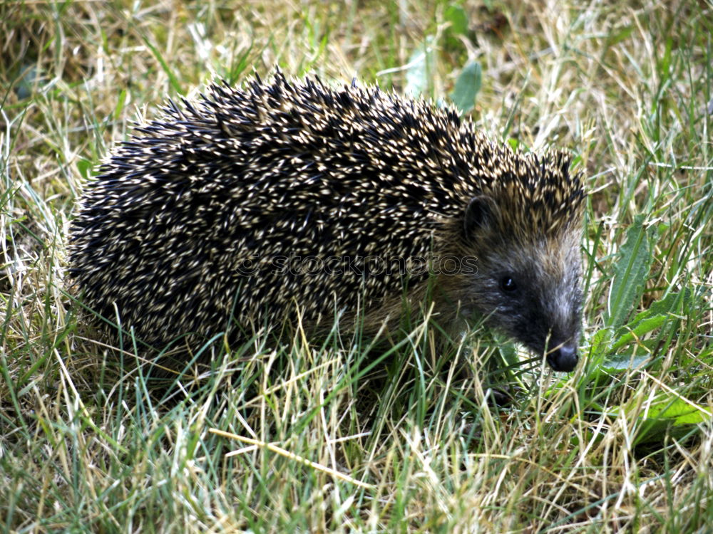 hedgehog walk Wild animal