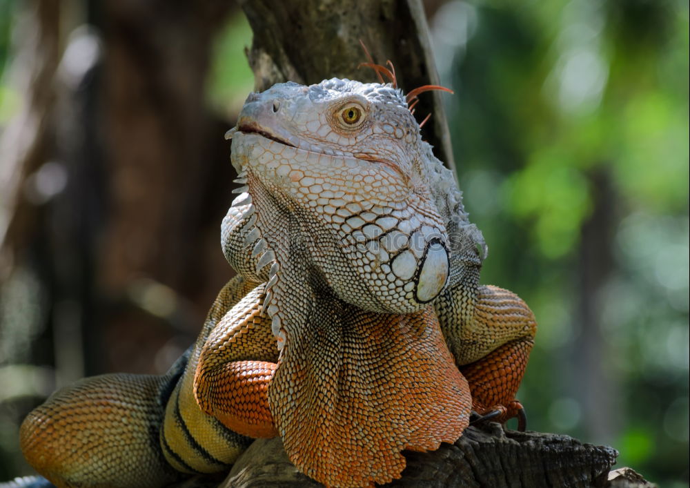 Similar – Image, Stock Photo Colorful Chin Exotic